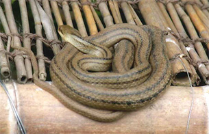 シマヘビ
