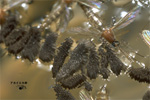 アシナガバチ類の巣