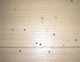 ヒラタキクイムシによる床材の被害