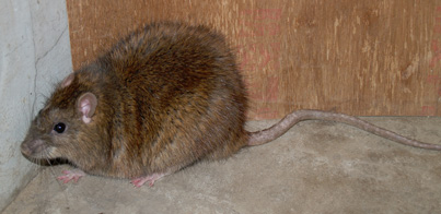 ネズミの種類 公益社団法人 東京都ペストコントロール協会