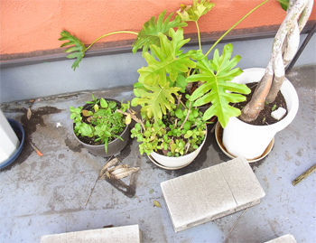 植木鉢の底