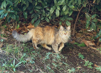 野良ネコなど小動物が徘徊している