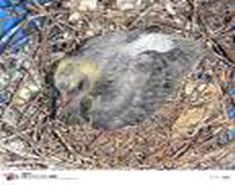 鳥の巣